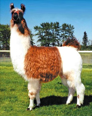 About Llama Canada